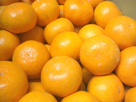 極天みかん