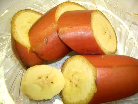 希少！赤いバナナ”モラード”（フィリピン産）