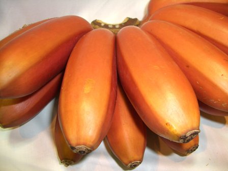 希少！赤いバナナ”モラード”（フィリピン産）