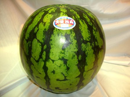 超特大玉！鳥取県産大栄西瓜！